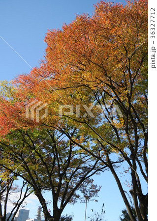 紅葉した大木 紅葉した大木 36327712