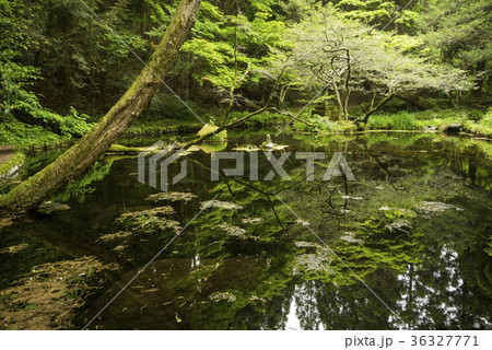 緑の中の山吹水源の湧水池 緑の中の山吹水源の湧水池 36327771