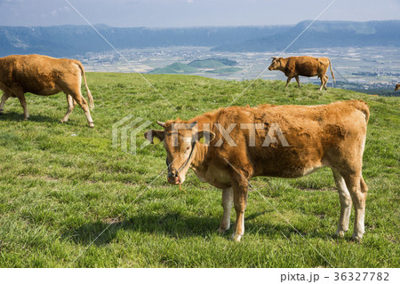 阿蘇の高原のあか牛 阿蘇の高原のあか牛 36327782