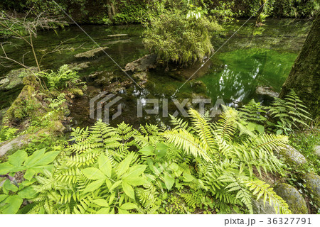 シダと池山水源の湧水池 シダと池山水源の湧水池 36327791