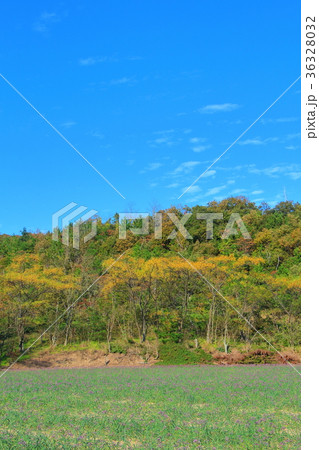 らっきょう畑 らっきょう畑 36328032