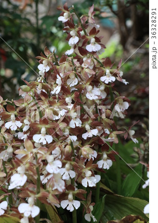 エビネの花 エビネの花 36328291