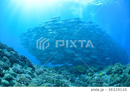 ギンガメトルネード ギンガメトルネード 36329110