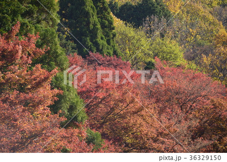 【京都】八瀬遊園の紅葉 36329150
