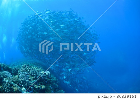 ギンガメトルネード ギンガメトルネード 36329161