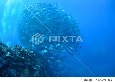 ギンガメトルネード 36329163