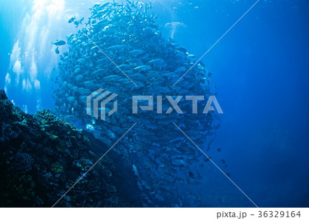 ギンガメトルネード 36329164