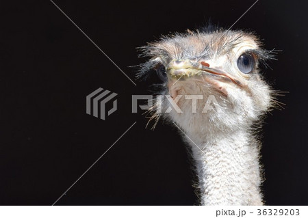 ダチョウ幼鳥の顔 黒バック ダチョウ抗体 コロナウイルス インフルエンザ ノロウイルスの写真素材