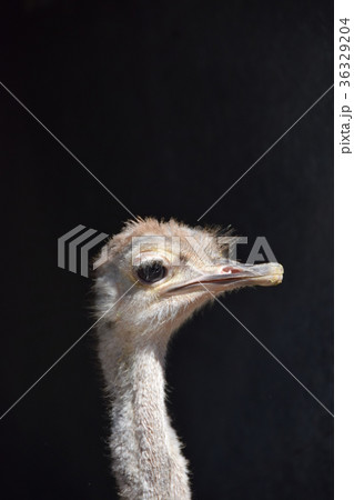 ダチョウ ダチョウ抗体 コロナウイルス インフルエンザ ノロウイルス ダチョウ ダチョウ抗体 コロナウイルス インフルエンザ ノロウイルス 36329204
