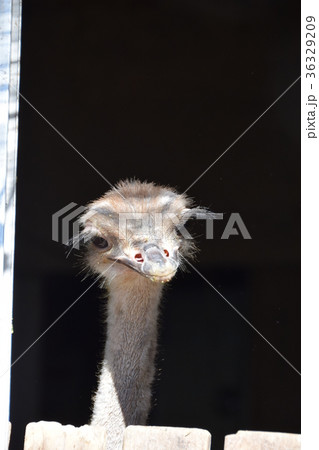 ダチョウ幼鳥の顔(黒バック)ダチョウ抗体 コロナウイルス インフルエンザ ノロウイルス ダチョウ幼鳥の顔(黒バック)ダチョウ抗体 コロナウイルス インフルエンザ ノロウイルス 36329209