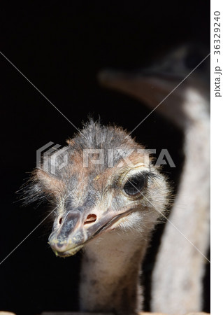ダチョウ ダチョウ抗体 コロナウイルス インフルエンザ ノロウイルス ダチョウ ダチョウ抗体 コロナウイルス インフルエンザ ノロウイルス 36329240