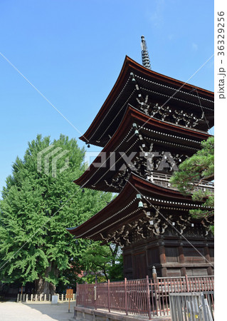 岐阜県　高山市　国分寺　三重塔と大銀杏 36329256