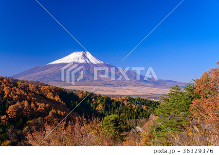 紅葉の二十曲がり峠と冠雪した富士山 36329376