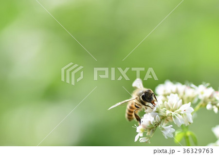 そば畑とミツバチ そばの花 ソバの花 ミツバチ 自然 野田町 出水市 鹿児島県 そば畑とミツバチ そばの花 ソバの花 ミツバチ 自然 野田町 出水市 鹿児島県 36329763