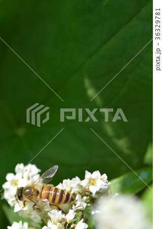そば畑とミツバチ そばの花 ソバの花 ミツバチ 自然 蜂蜜 昆虫 白い花 秋 そば畑とミツバチ そばの花 ソバの花 ミツバチ 自然 蜂蜜 昆虫 白い花 秋 36329781
