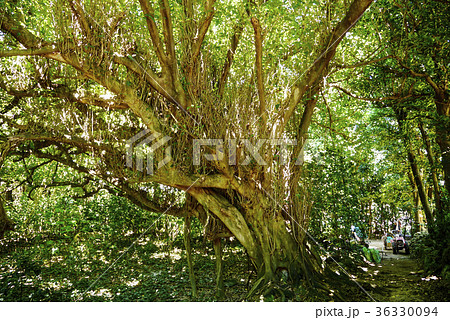 沖縄 沖縄 36330094