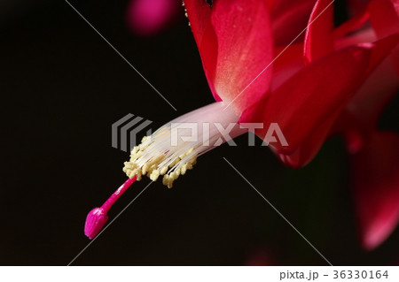 シャコバサボテンの花 シャコバサボテンの花 36330164