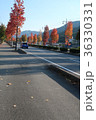 街路樹の紅葉　山口市 36330331