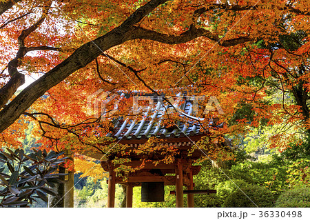 大興善寺の紅葉 36330498