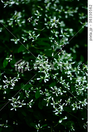 ユーホルビアの白い小花 ユーホルビアの白い小花 36330562