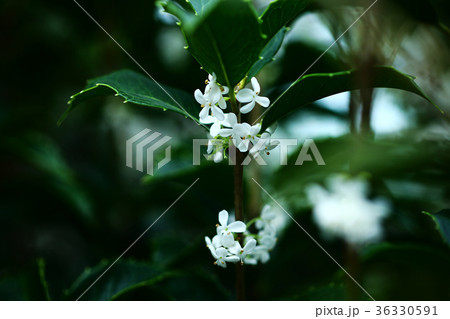 ヒイラギ 白い小花 ヒイラギ 白い小花 36330591