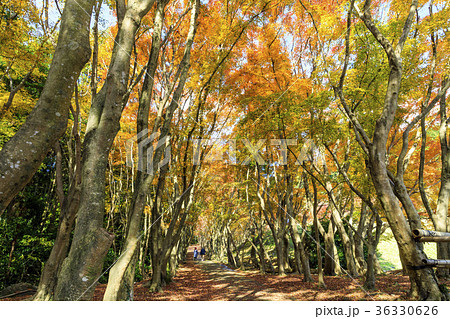 河内藤園の紅葉の写真素材