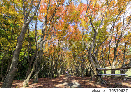 河内藤園の紅葉 36330627