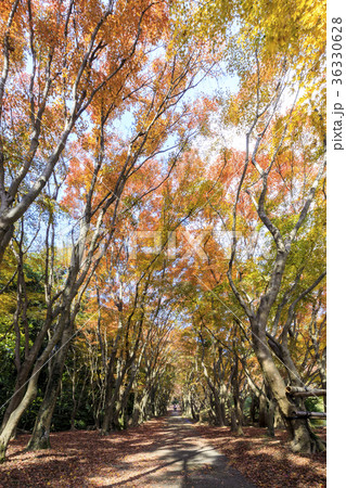 河内藤園の紅葉 36330628