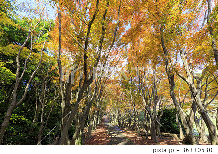河内藤園の紅葉の写真素材
