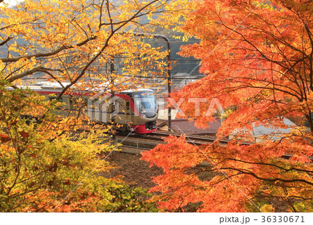 京王ライナー・5000系と紅葉 京王ライナー・5000系と紅葉 36330671