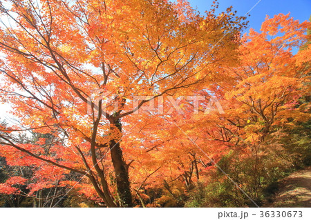 栃木・唐沢山の紅葉 36330673