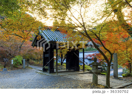 秋月城址の紅葉 36330702