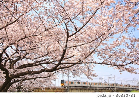 東武東上線と桜 36330731