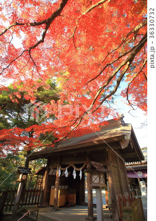 栃木・唐沢山の紅葉 36330732