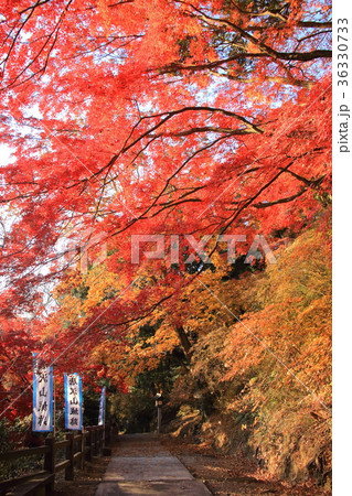 栃木・唐沢山の紅葉 36330733