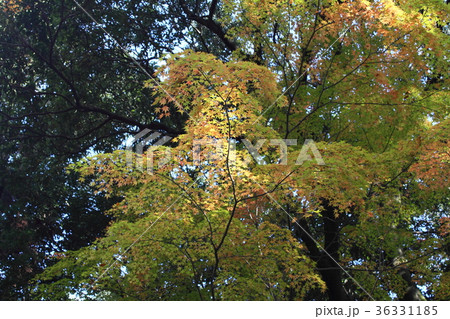 少し紅葉している葉 少し紅葉している葉 36331185