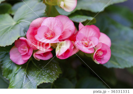 ベゴニア 36331331