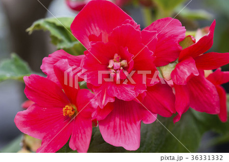 ベゴニア 36331332