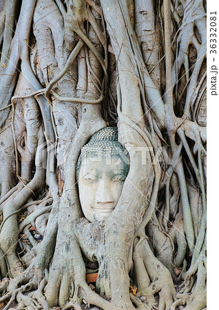 ワット・マハータート 36332081