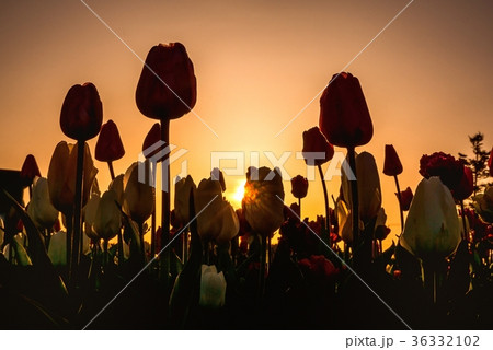 サラキ岬　オランダチューリップ花園　（木古内町） 36332102