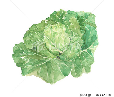 キャベツ　イラストオーダーページ(⁠ ⁠╹⁠▽⁠╹⁠ ⁠) キャベツのイラスト素材 [36332116] - PIXTA