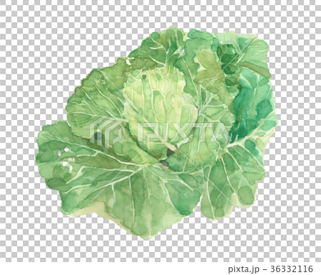 キャベツのイラスト素材 [36332116] - PIXTA