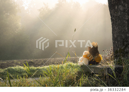 Teddy bear and a scarecrow embraced Teddy bear and a scarecrow embraced 36332284