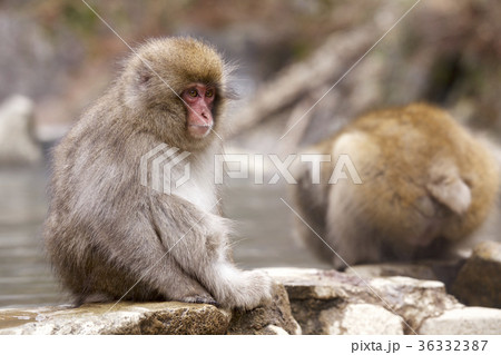 地獄谷野猿公苑のとても可愛い子猿の写真素材