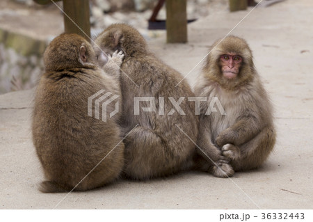地獄谷野猿公苑のとても可愛い子猿達の写真素材
