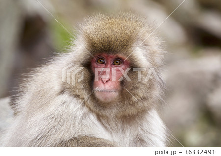 地獄谷野猿公苑のとても可愛い子猿の写真素材
