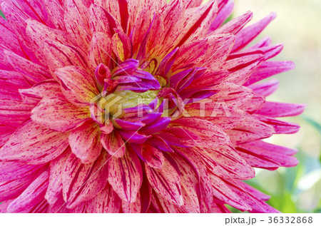 ダリア 36332868