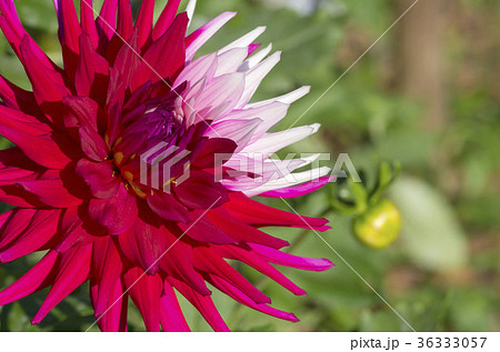 ダリア 36333057