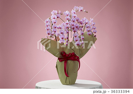 ピンク色の胡蝶蘭 36333394