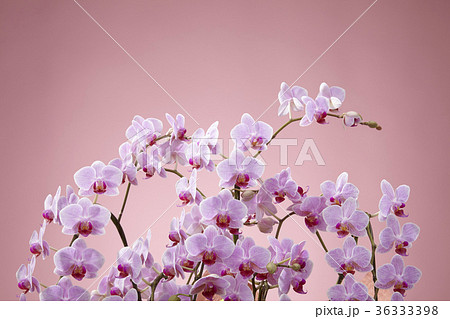 ピンク色の胡蝶蘭 36333398
